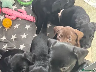 Mixed Breed dogs 3/4 Labrador x 1/4 dalmation - Advert 1