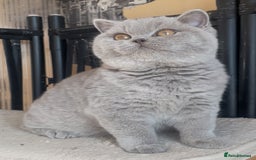 British Shorthair cats for sale: Beautiful BSH lilac girl for sale - Advert 3