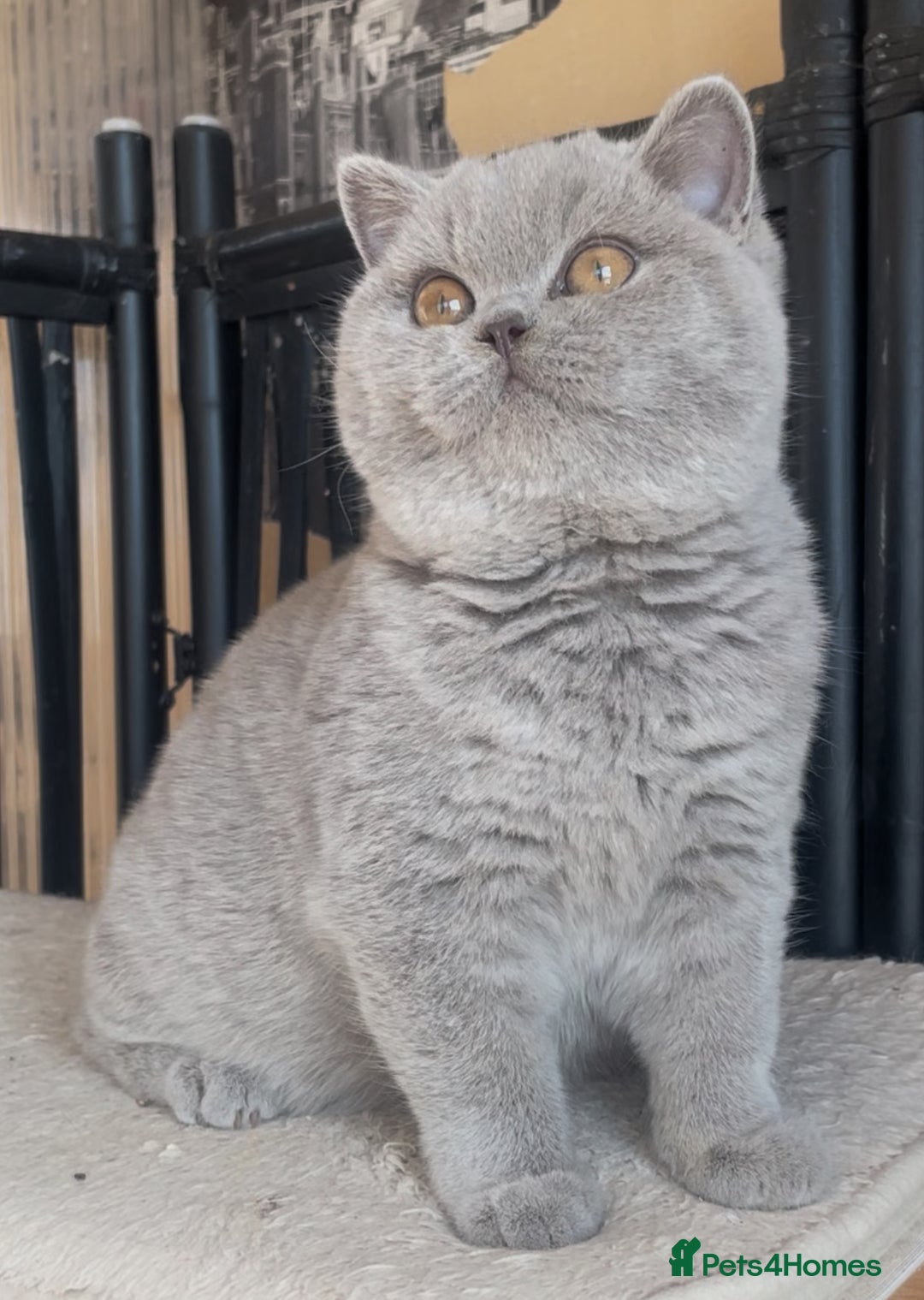 British Shorthair cats for sale: Beautiful BSH lilac girl for sale - Advert 3