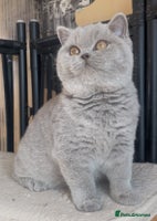 British Shorthair cats Beautiful BSH lilac girl for sale - Advert 3