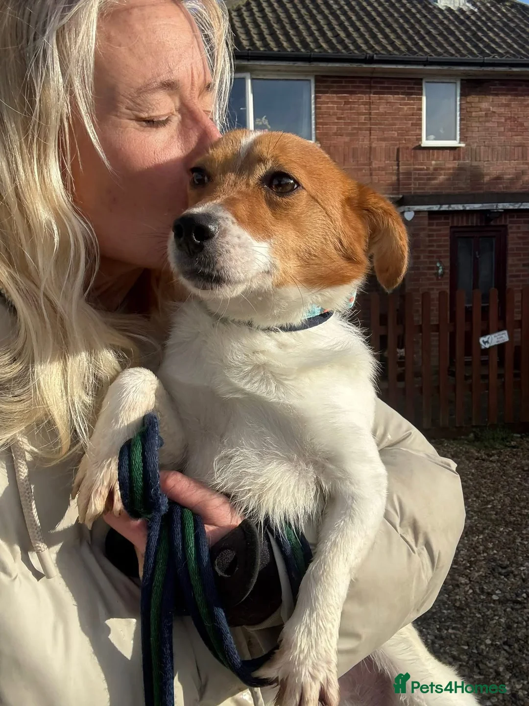 Mixed Breed dogs for adoption: Salt - Norwich Norfolk  - Advert 4