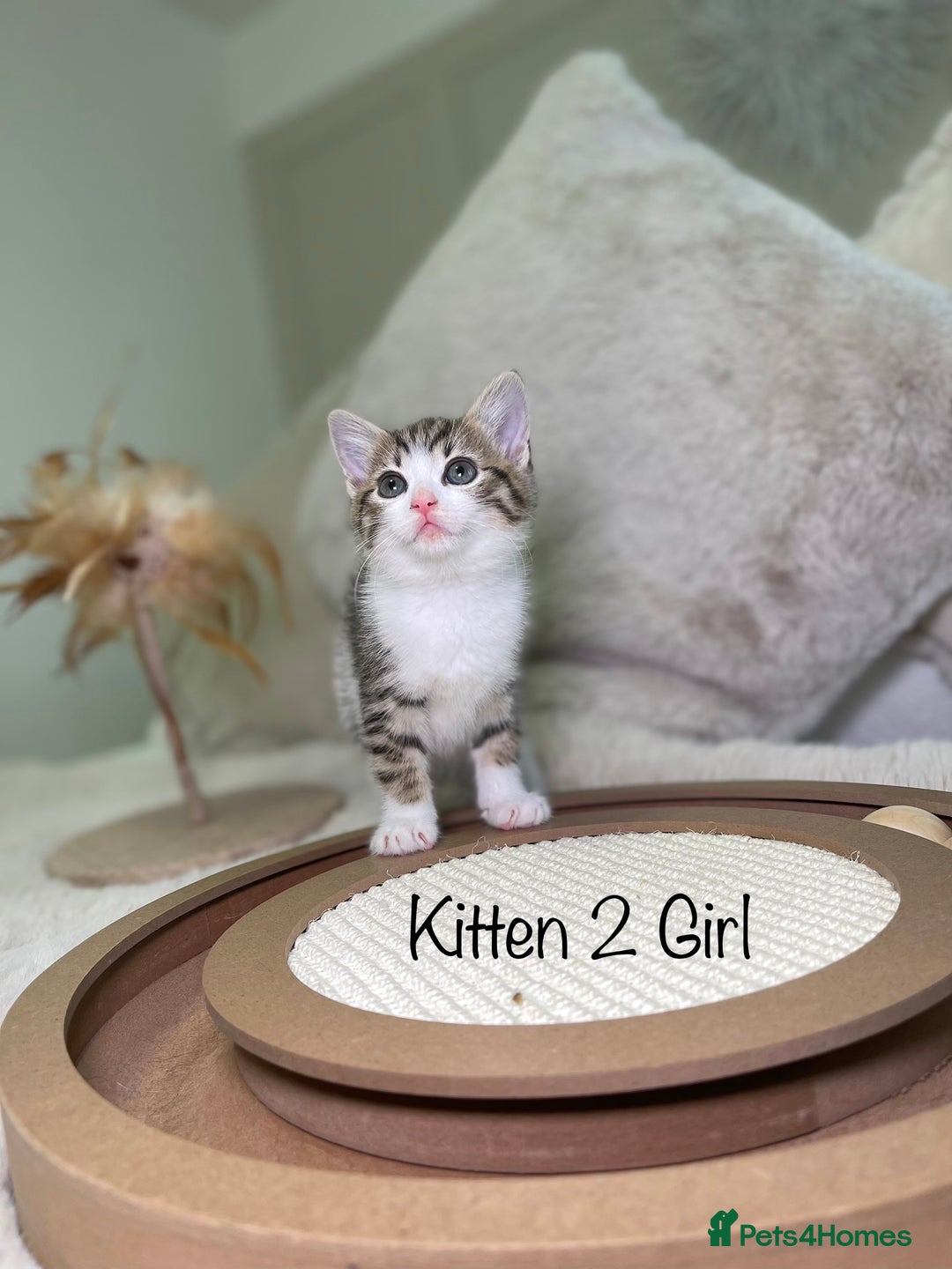 Mixed Breed cats for sale: Beautiful kittens 8 weeks old ready now  - Advert 8