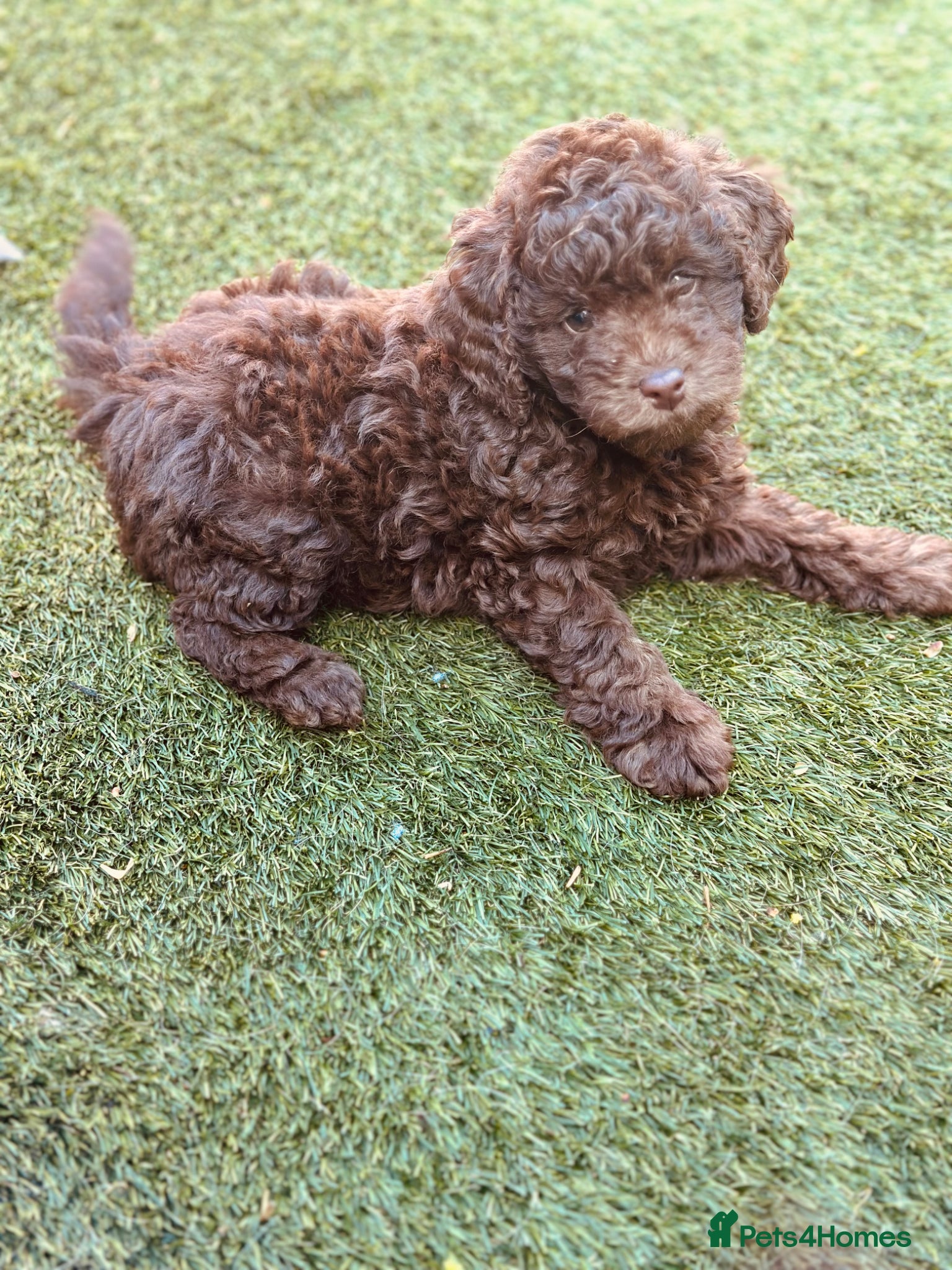 Labradoodle dogs 🐣Outstanding Mini F1B Labradoodles 🐣 - Advert 4