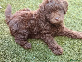 Labradoodle dogs 🐣Outstanding Mini F1B Labradoodles 🐣 - Advert 4