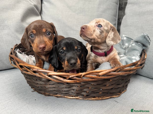Miniature Dachshund dogs - Advert 5