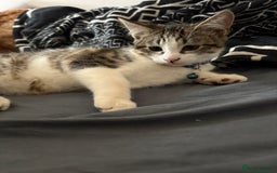 Domestic Shorthair cats for sale: Kitten for sale  - Image 4