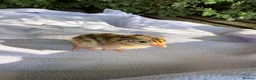 Guinea Fowl poultry for sale: Guaranteed female guinea fowl keets - Advert 1