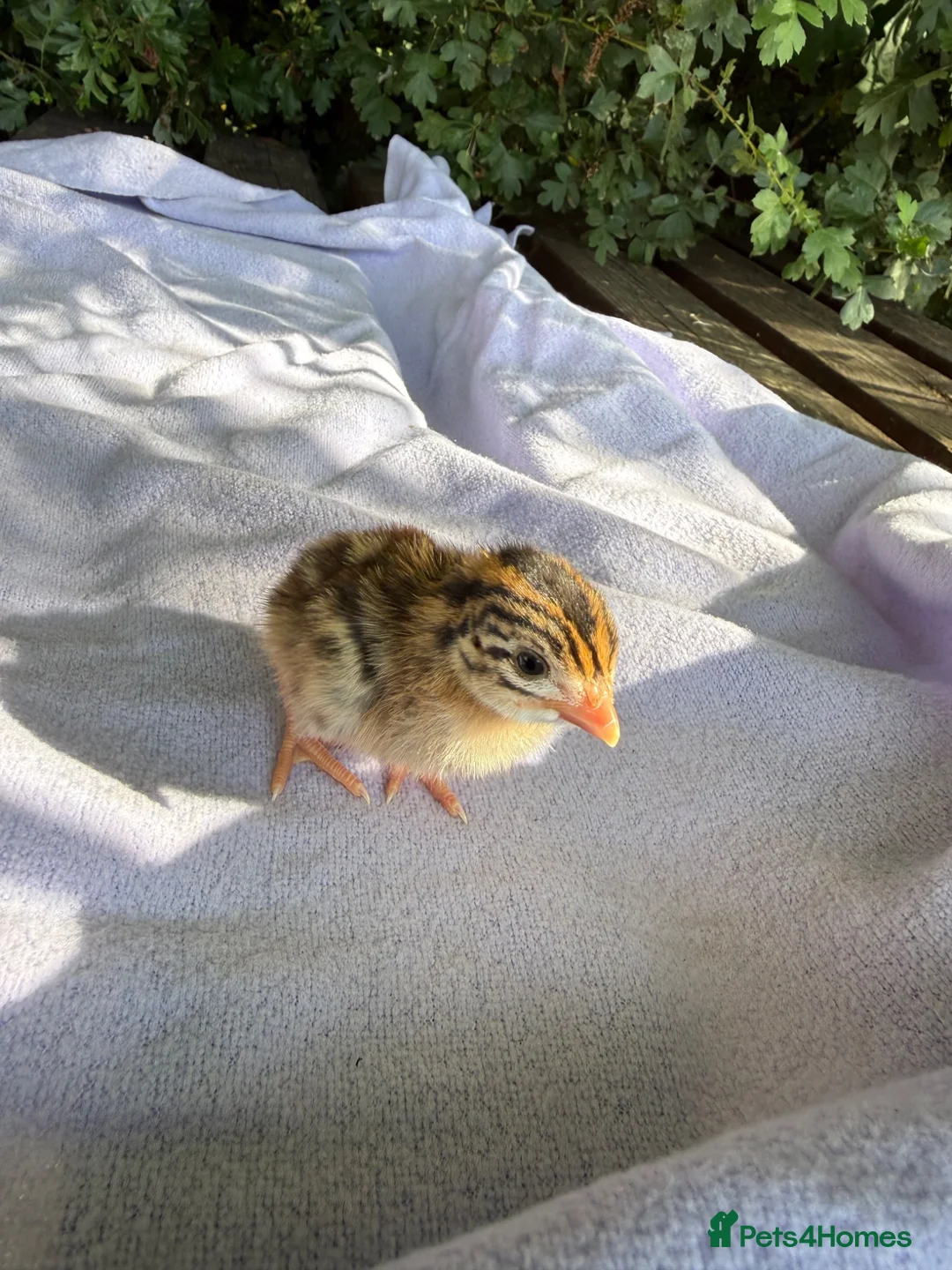 Guinea Fowl poultry for sale: Guaranteed female guinea fowl keets - Advert 1