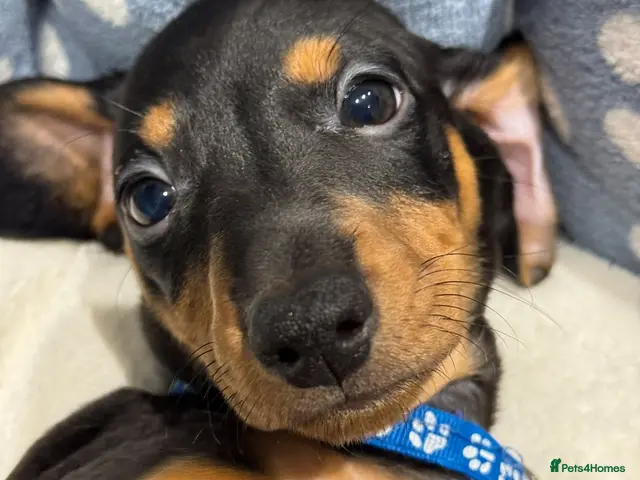 Dachshund dogs Ready to leave! 2 Kc registered dachshund puppies - Advert 9