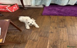 West Highland Terrier dogs for sale: Top quality import champion bred westie - Image 16