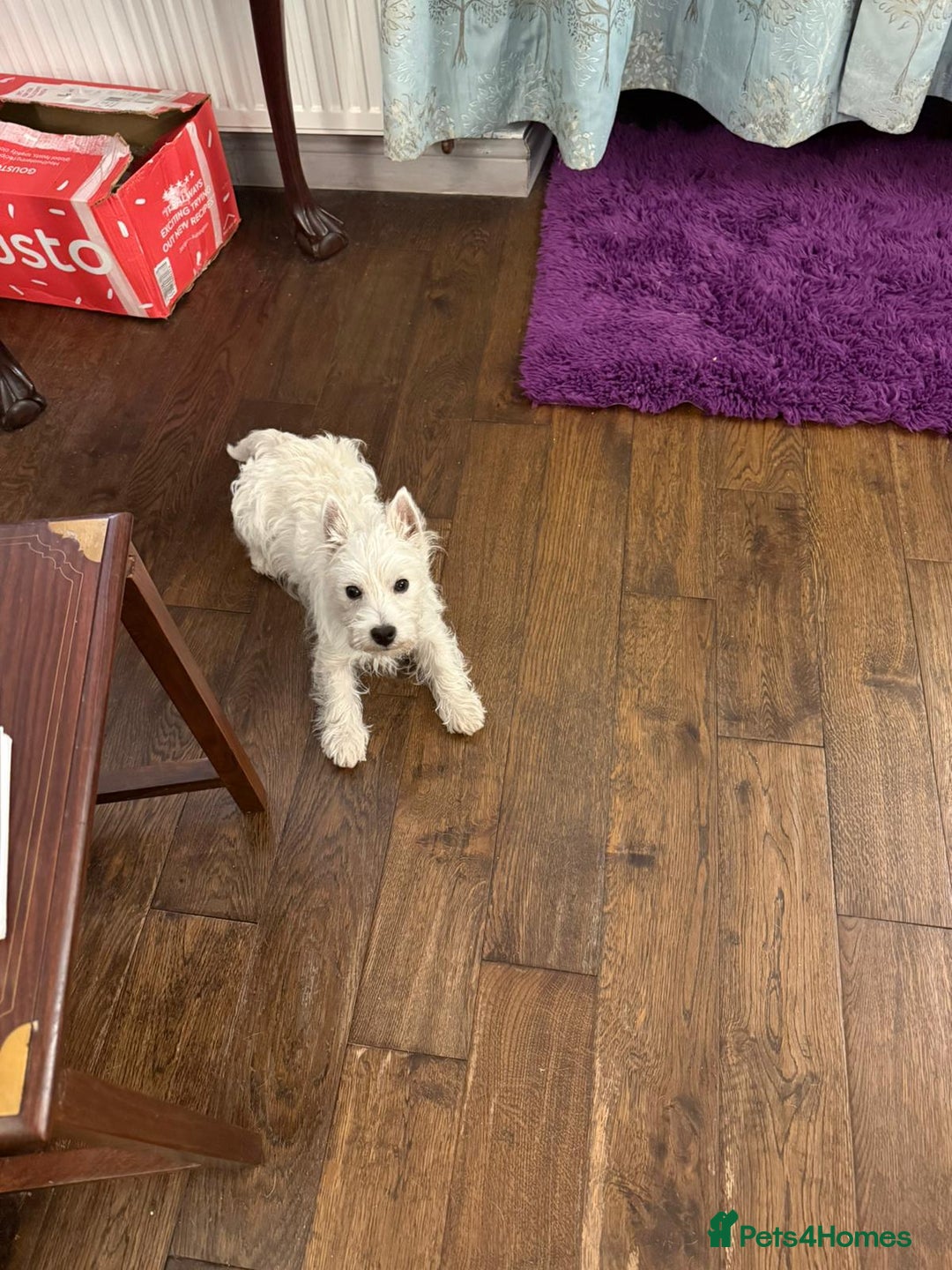 West Highland Terrier dogs for sale: Top quality import champion bred westie - Image 16
