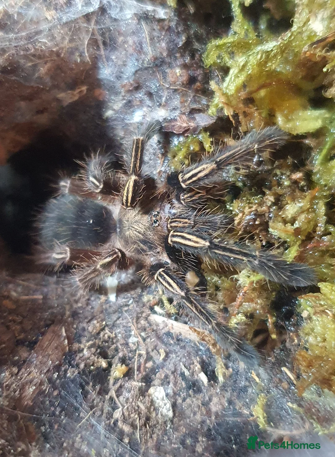Tarantulas invertebrates for sale: Various Tarantulas for sale - Advert 5