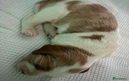 Welsh Springer Spaniel dogs for sale: 3 Girls Fully Health Tested Parents  - Image 6