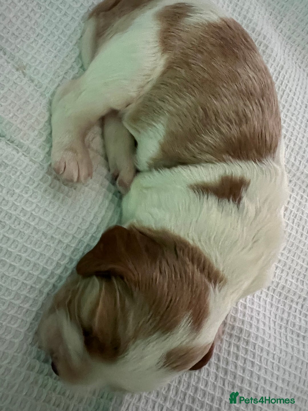 Welsh Springer Spaniel dogs for sale: 3 Girls Fully Health Tested Parents  - Image 6