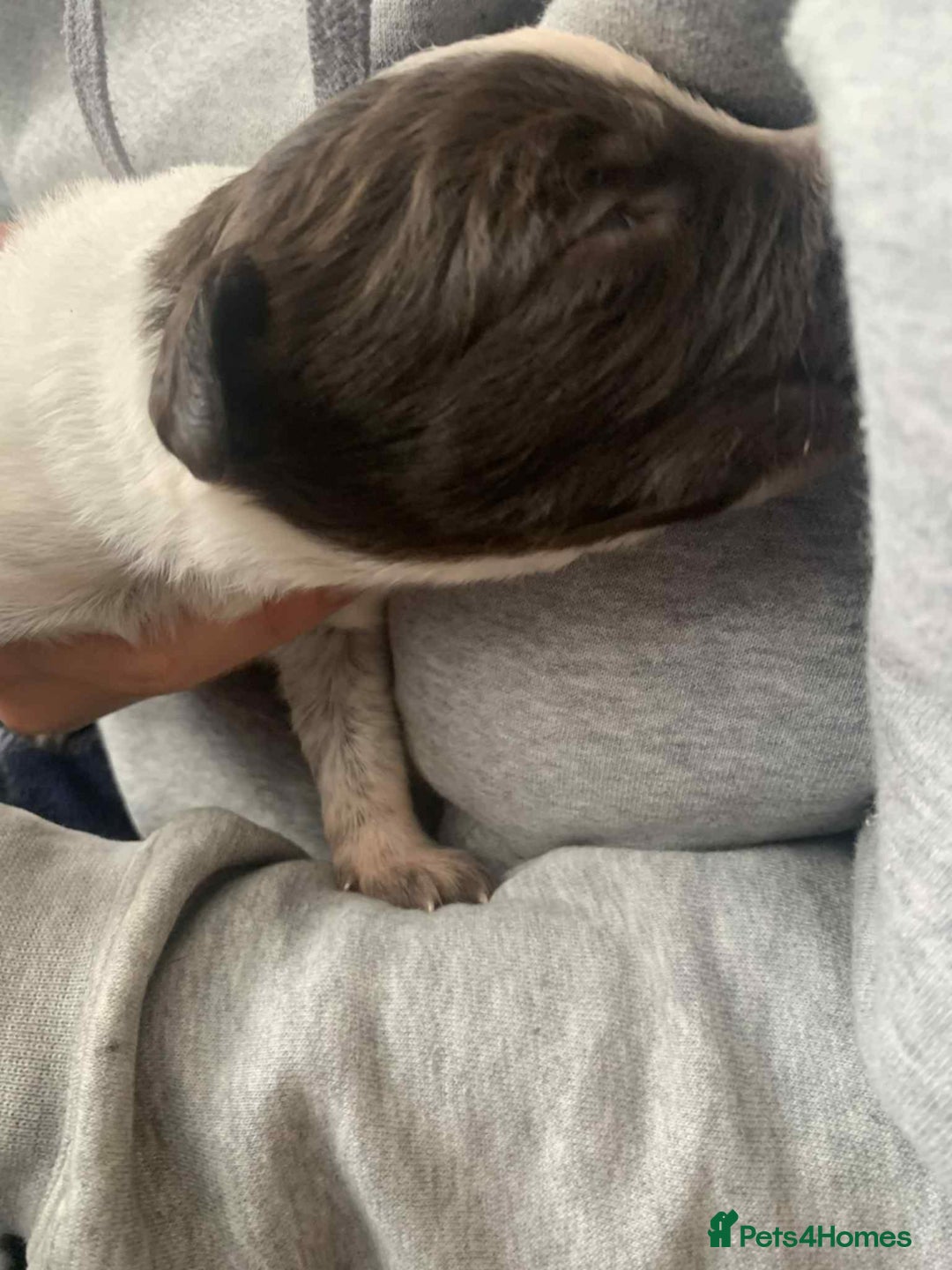Mixed Breed dogs for sale: Puppies for sale - Image 14