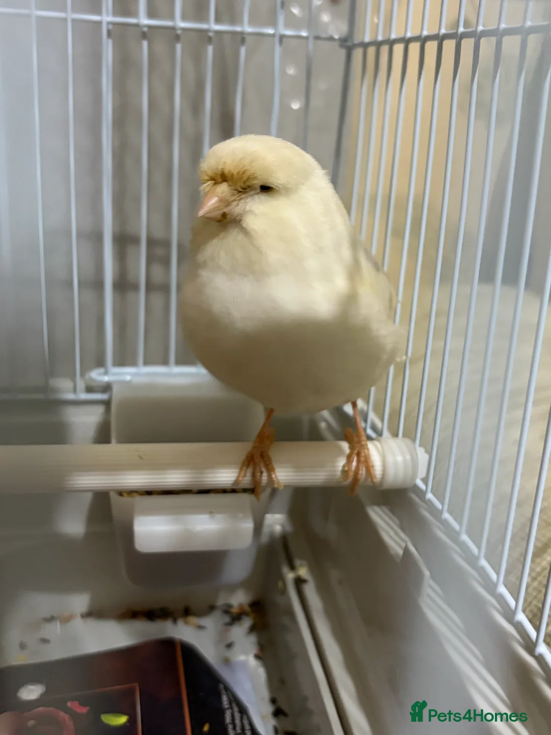 Canaries birds for sale: Mix selection of canaries Norwich/Border  - Advert 5