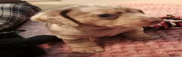 Miniature Dachshund dogs for sale: Beautiful miniature dachshund puppies  in Liverpool - Advert 6