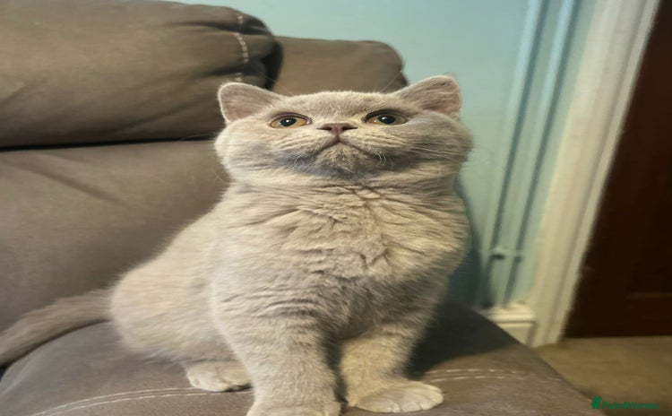 British Shorthair cats - Advert 1