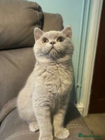 British Shorthair cats - Advert 3