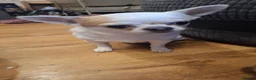 Chihuahua dogs for sale: 2 beautiful chihuahuas  - Advert 1