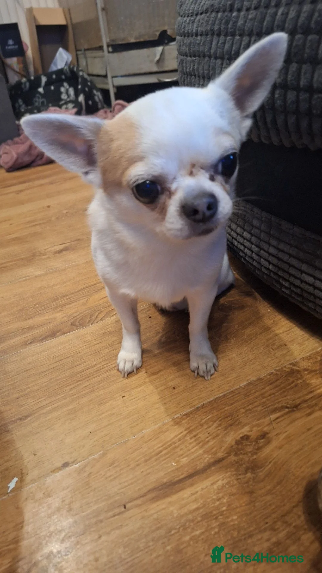 Chihuahua dogs for sale: 2 beautiful chihuahuas  - Advert 1