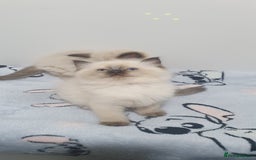 Ragdoll cats for sale: Ragdoll  Kittens  - Image 5