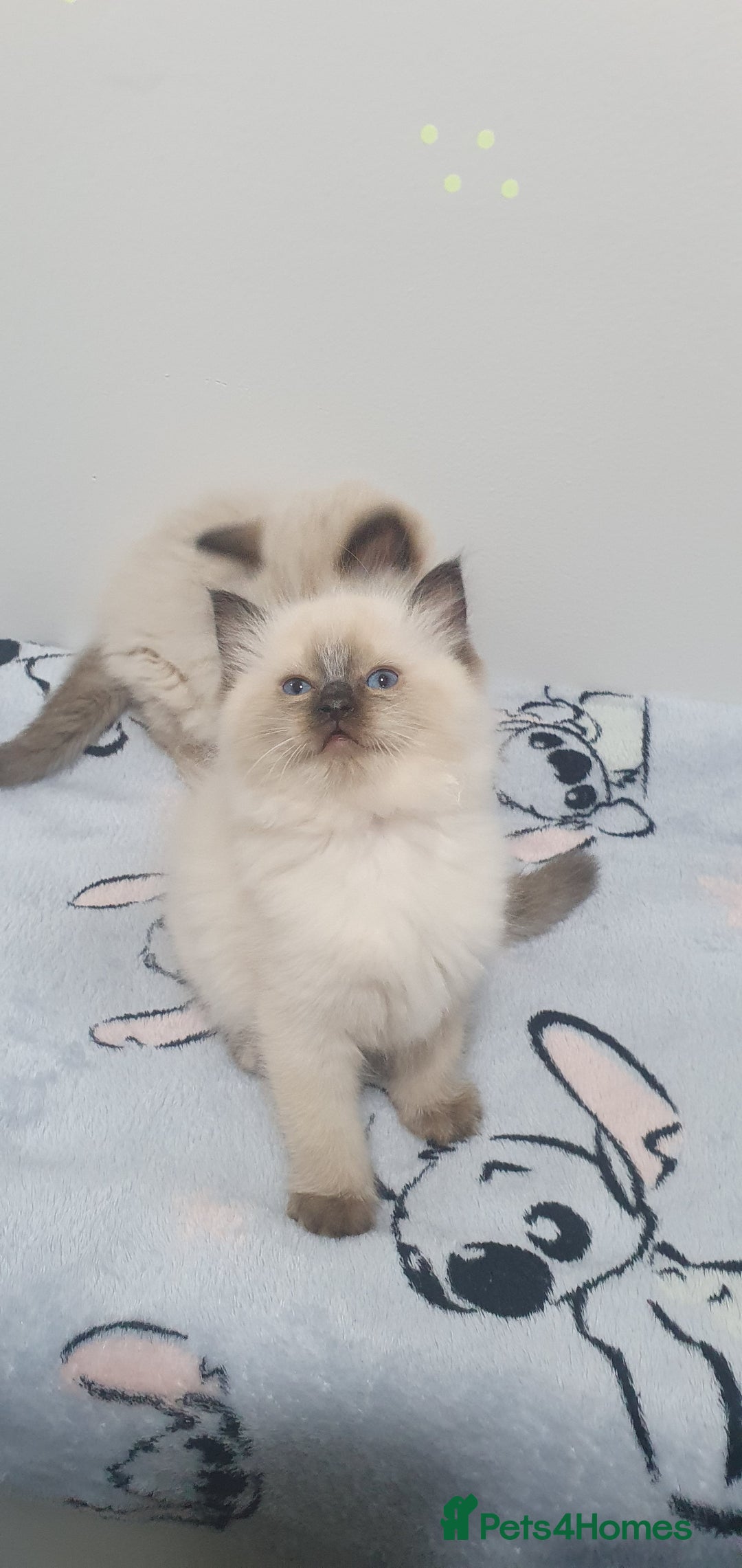 Ragdoll cats for sale: Ragdoll  Kittens  - Image 5