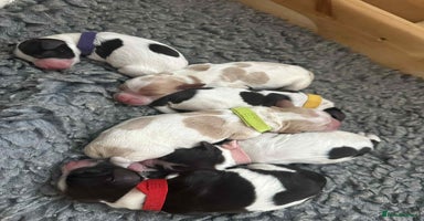 Sprocker dogs - Advert 3