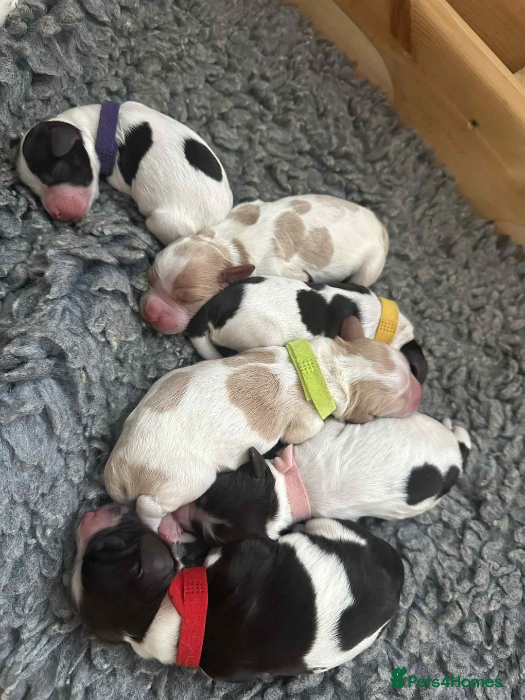 Sprocker dogs for sale: Sprocker puppies  - Image 3