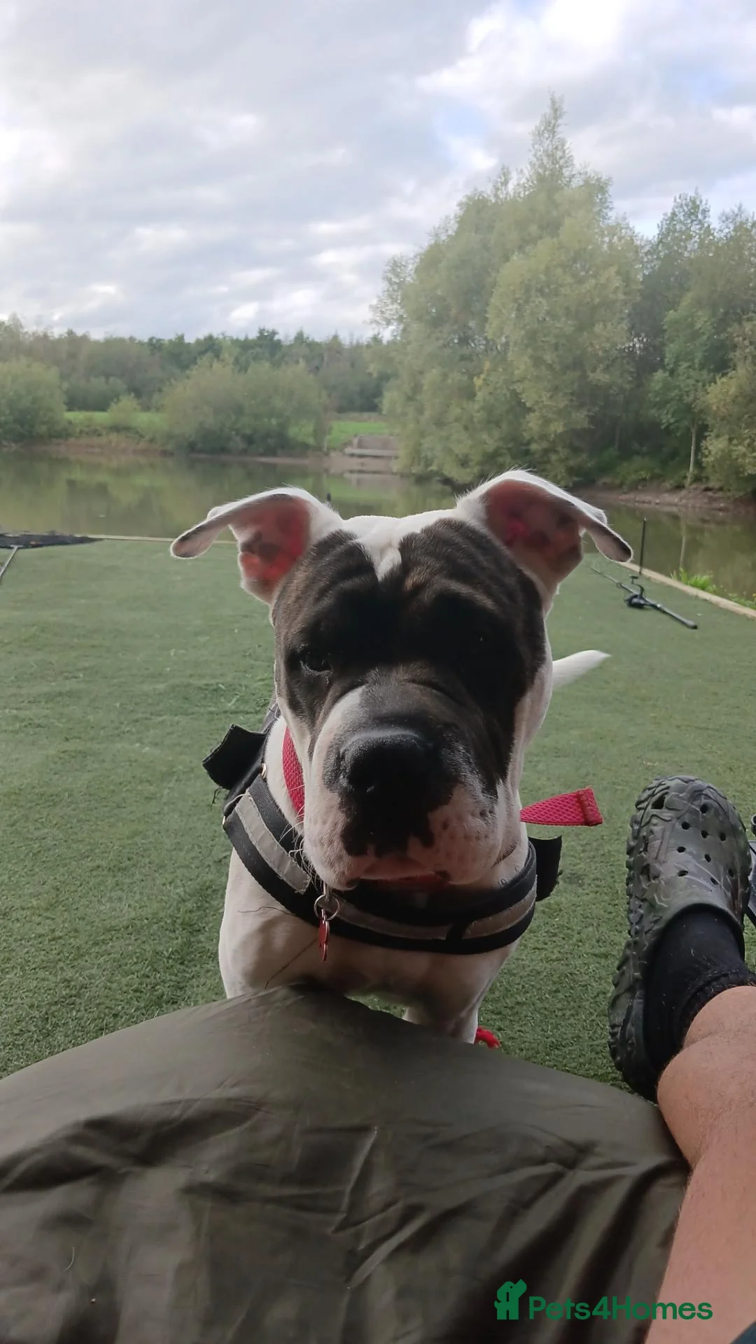 Mixed Breed dogs for sale: ROCKET  - Advert 1