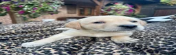 Labrador Retriever dogs for sale: Beautiful Cream KC Labrador Puppies - Advert 7