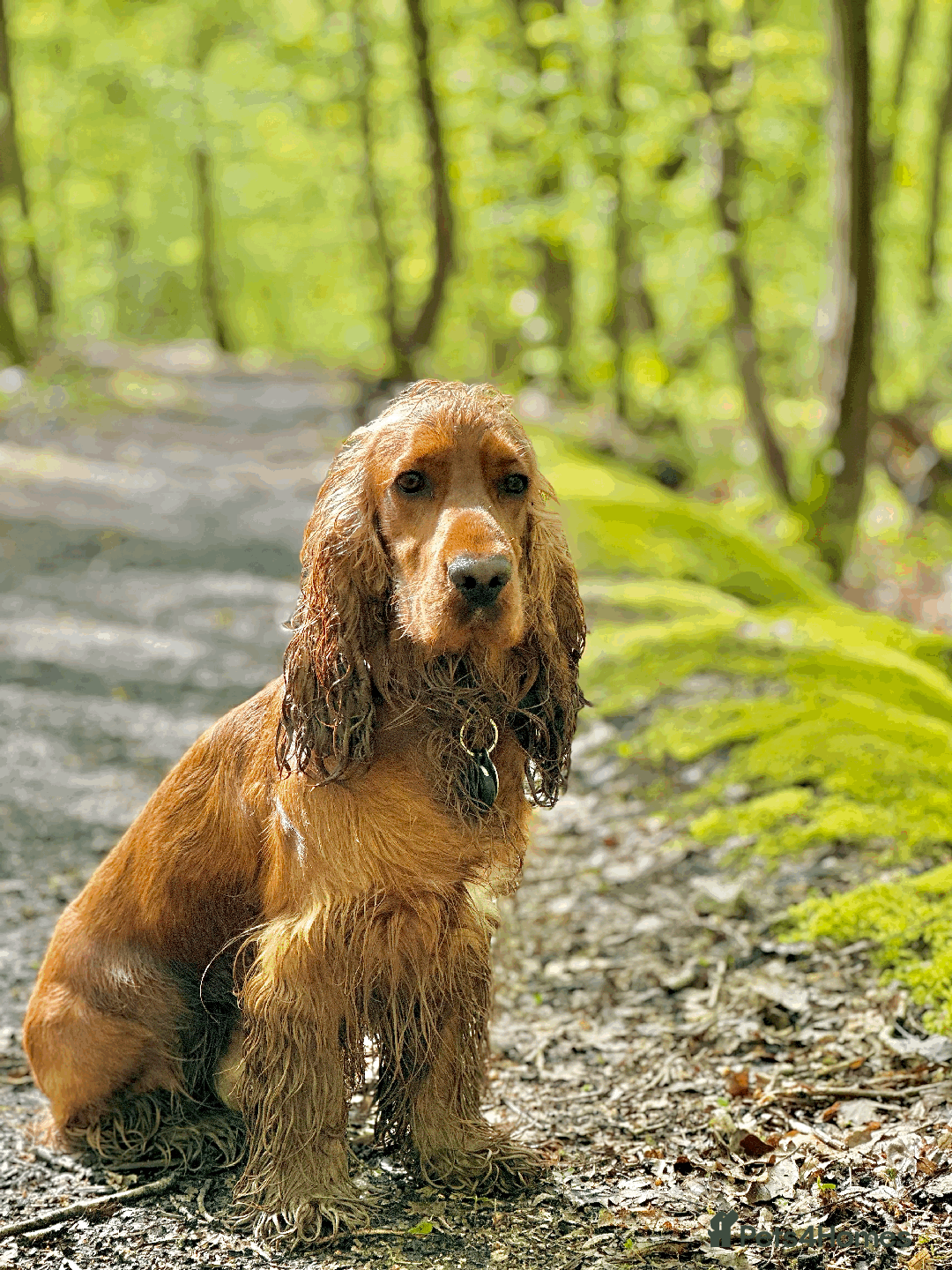 Cocker Spaniel dogs for sale: Active Show Cocker Spaniel Seeking Loving Home - Image 3