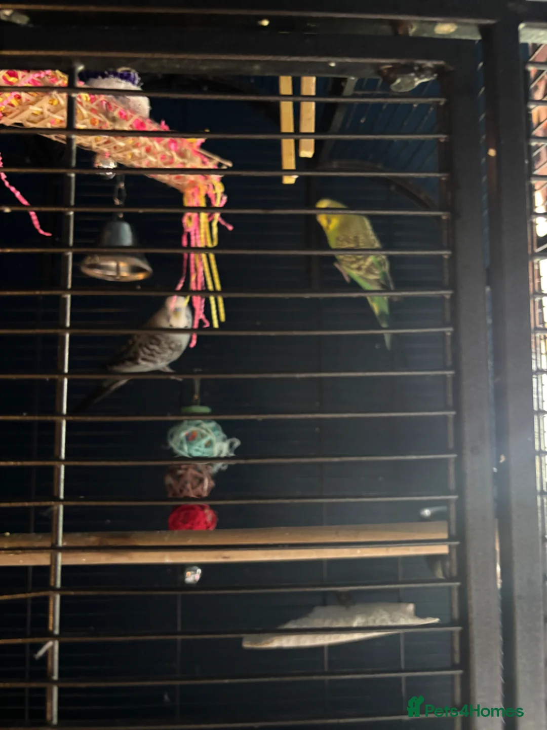 Budgerigars birds for sale: Pair of 2year old budgies  in Swadlincote - Advert 2