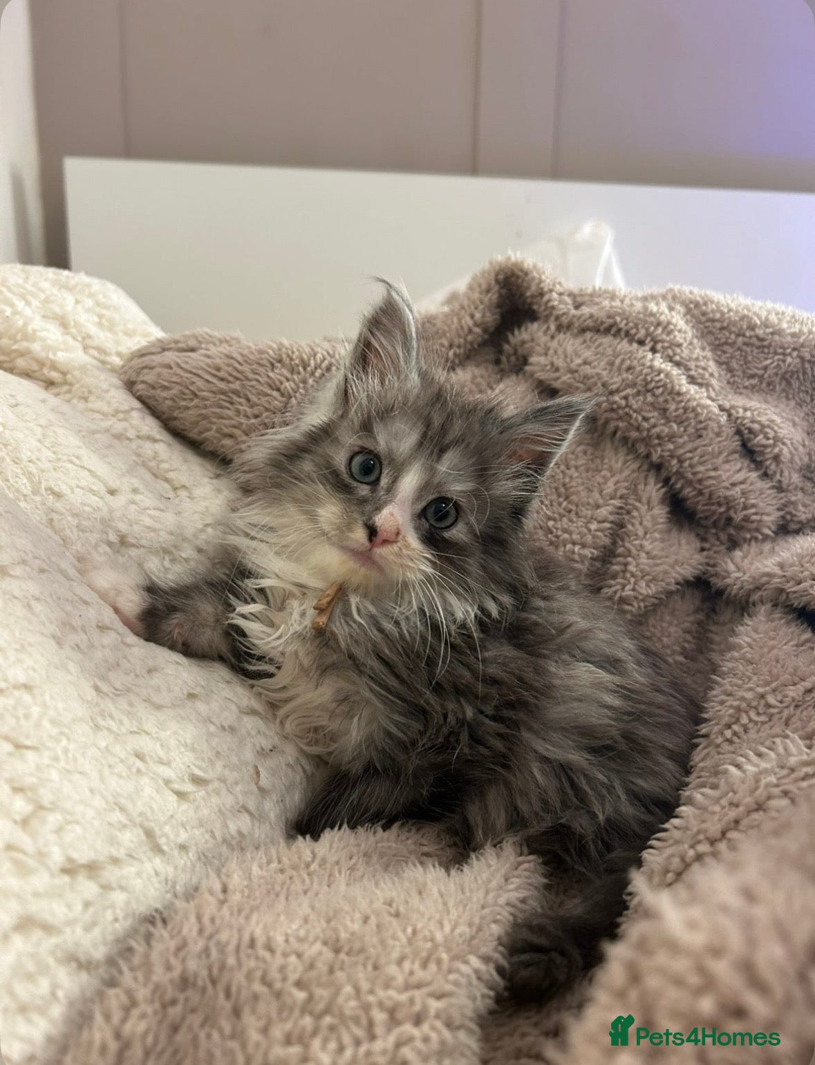 Maine Coon cats Stunning Maine coon cubs for sale  - Advert 15