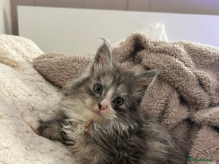 Maine Coon cats Stunning Maine coon cubs for sale - Advert 6