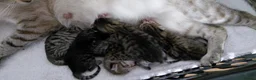 Bengal cats for sale: Snow Bengal x kittens  - Advert 8
