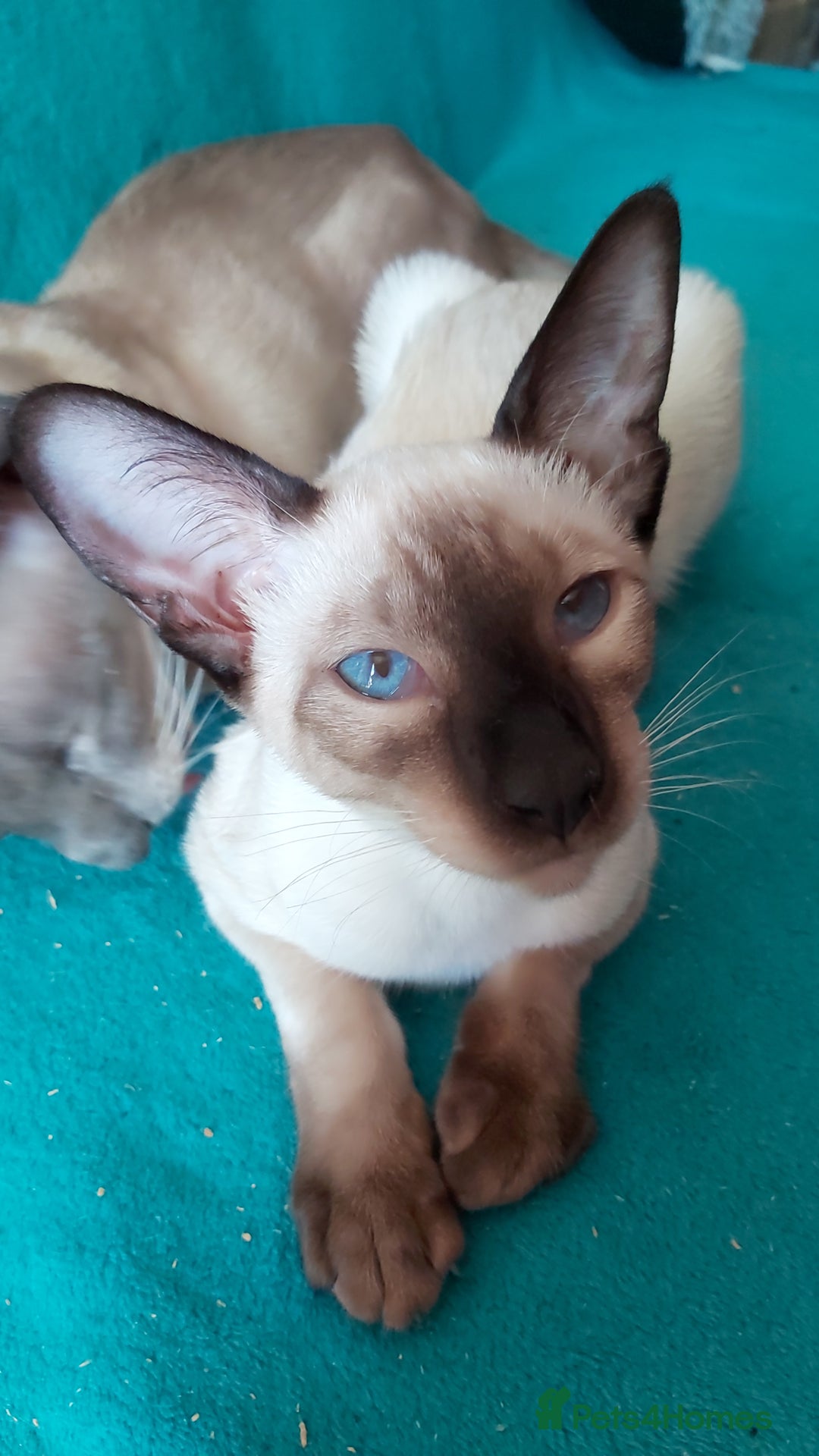 Oriental cats for sale: Full Pedigree Oriental 1 Kitten XL size ears GCCF in Biggleswade - Image 18