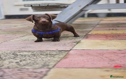 Miniature Dachshund dogs for sale: Miniature dachshund  - Image 17