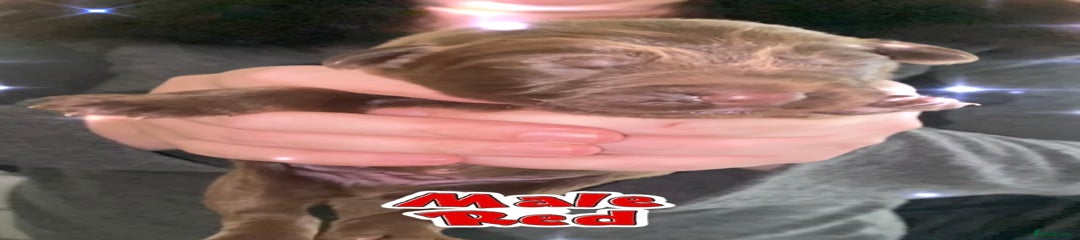 Adorable Male Sheprador Pups