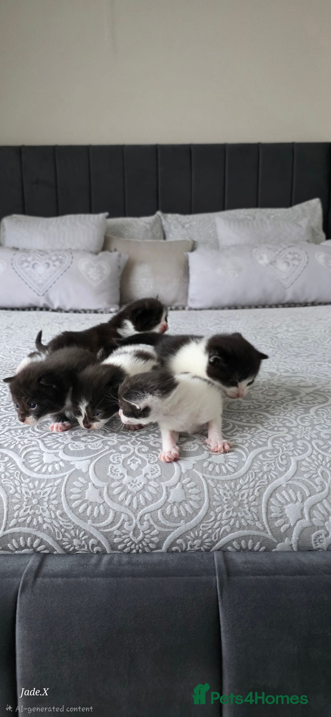 Domestic Shorthair cats for sale: A little of 5 beautiful kittens! - Advert 9