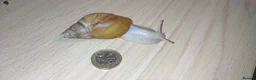 Snails invertebrates for sale: Giant African land snails in Letchworth Garden City - Advert 5