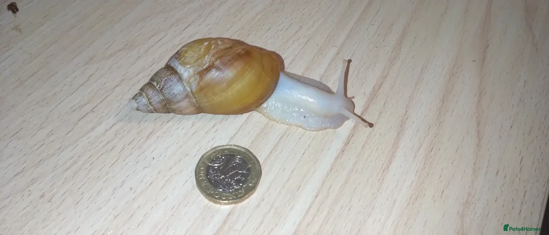 Snails invertebrates for sale: Giant African land snails in Letchworth Garden City - Advert 5