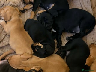 Mixed Breed dogs 9 Docker puppies - Advert 1