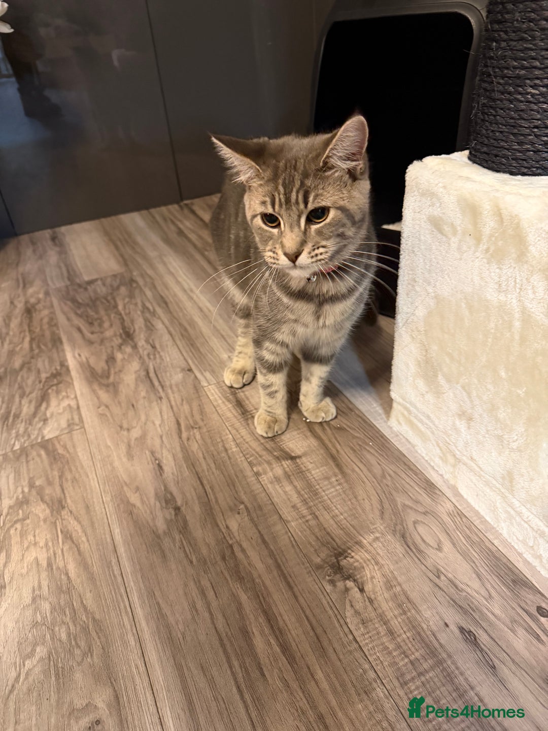 Maine Coon cats for sale: Girl manie coon x - Advert 3