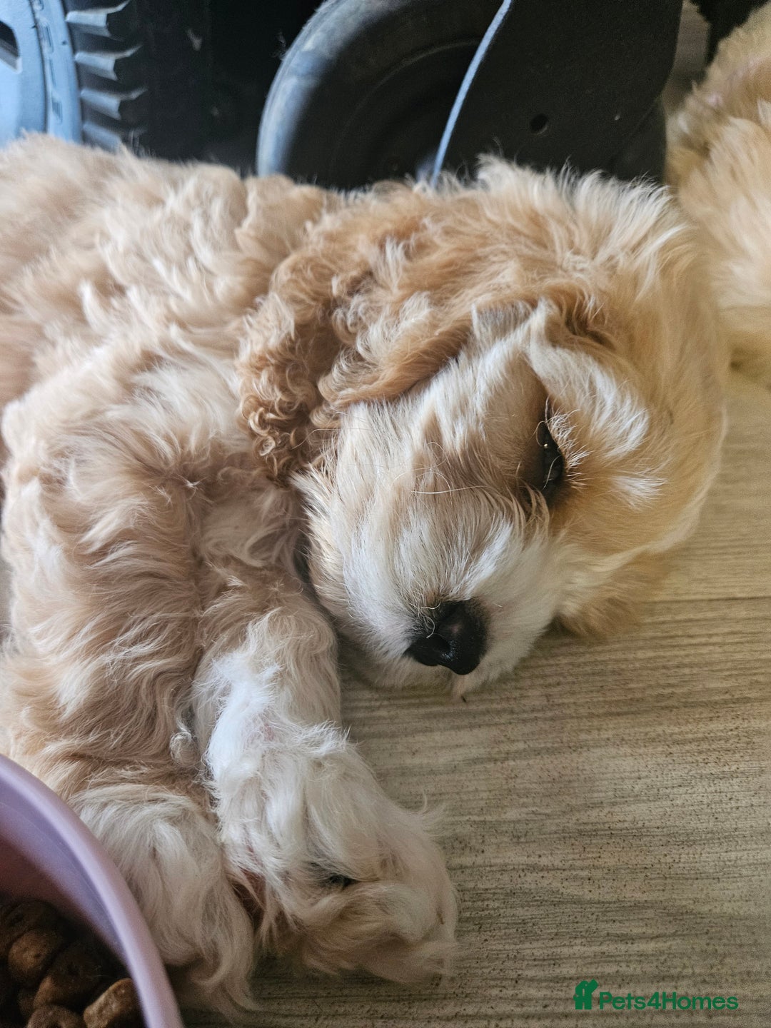 Cockapoo dogs for sale: American cockapoo  - Image 3