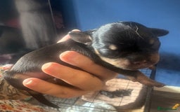 Mixed Breed dogs for sale: Beautiful Baby boy Daug puppy’s-  - Image 12