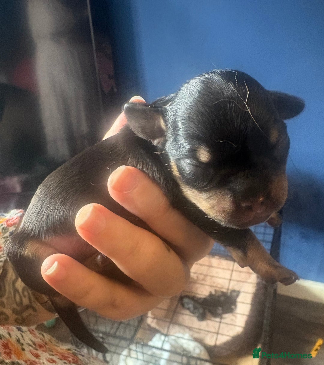 Mixed Breed dogs for sale: Beautiful Baby boy Daug puppy’s-  - Image 12
