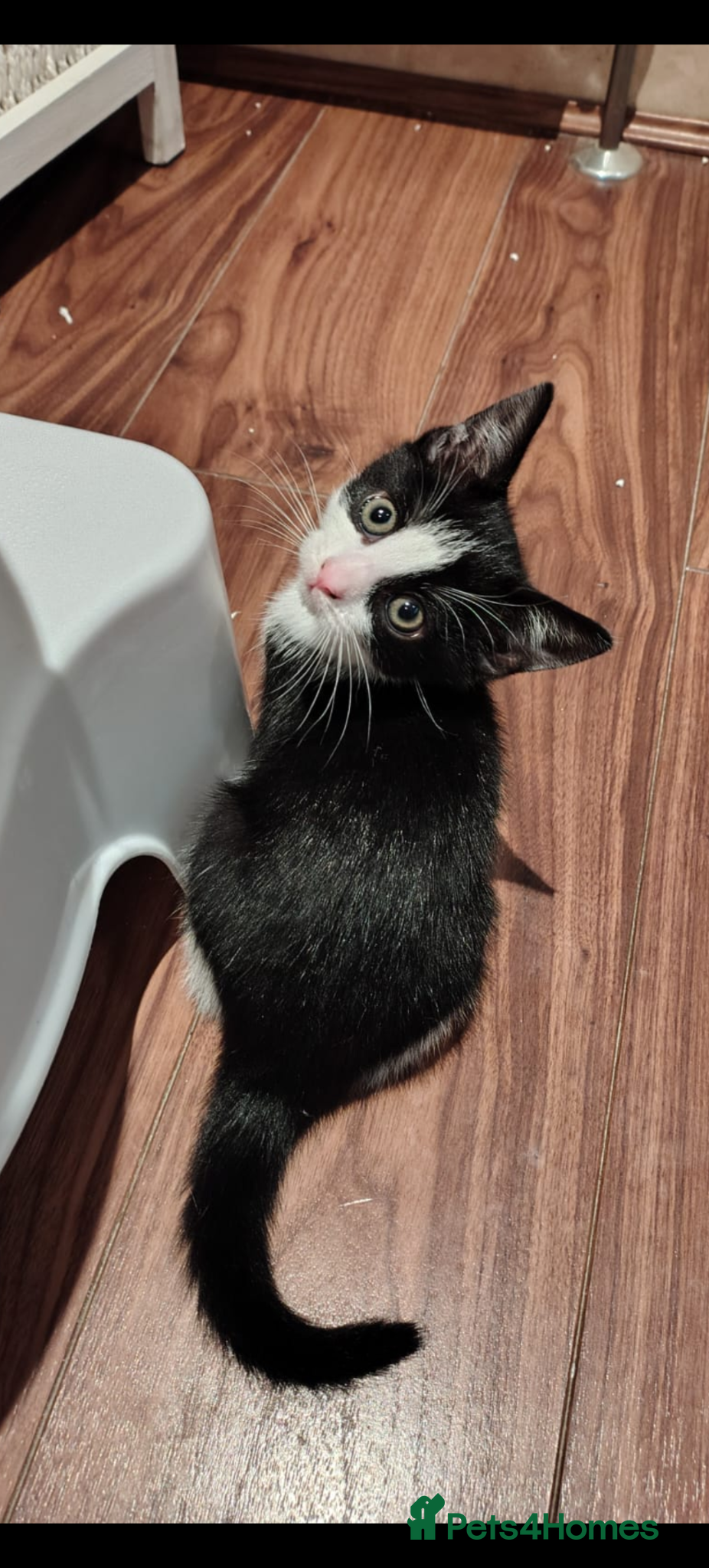 Mixed Breed cats for sale: 8 week old kitten looking for forever home - Advert 4