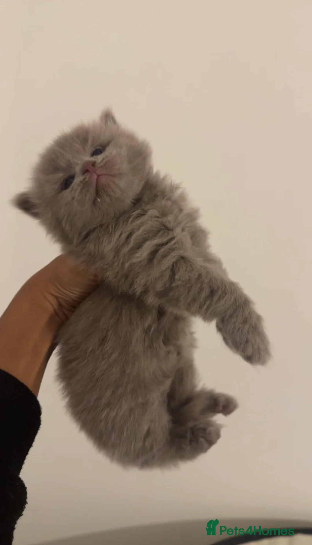 Munchkin cats for sale: 💎 RARE 💎 STANDARD MUNCHKINS READY TO LEAVE NOW  - Advert 27