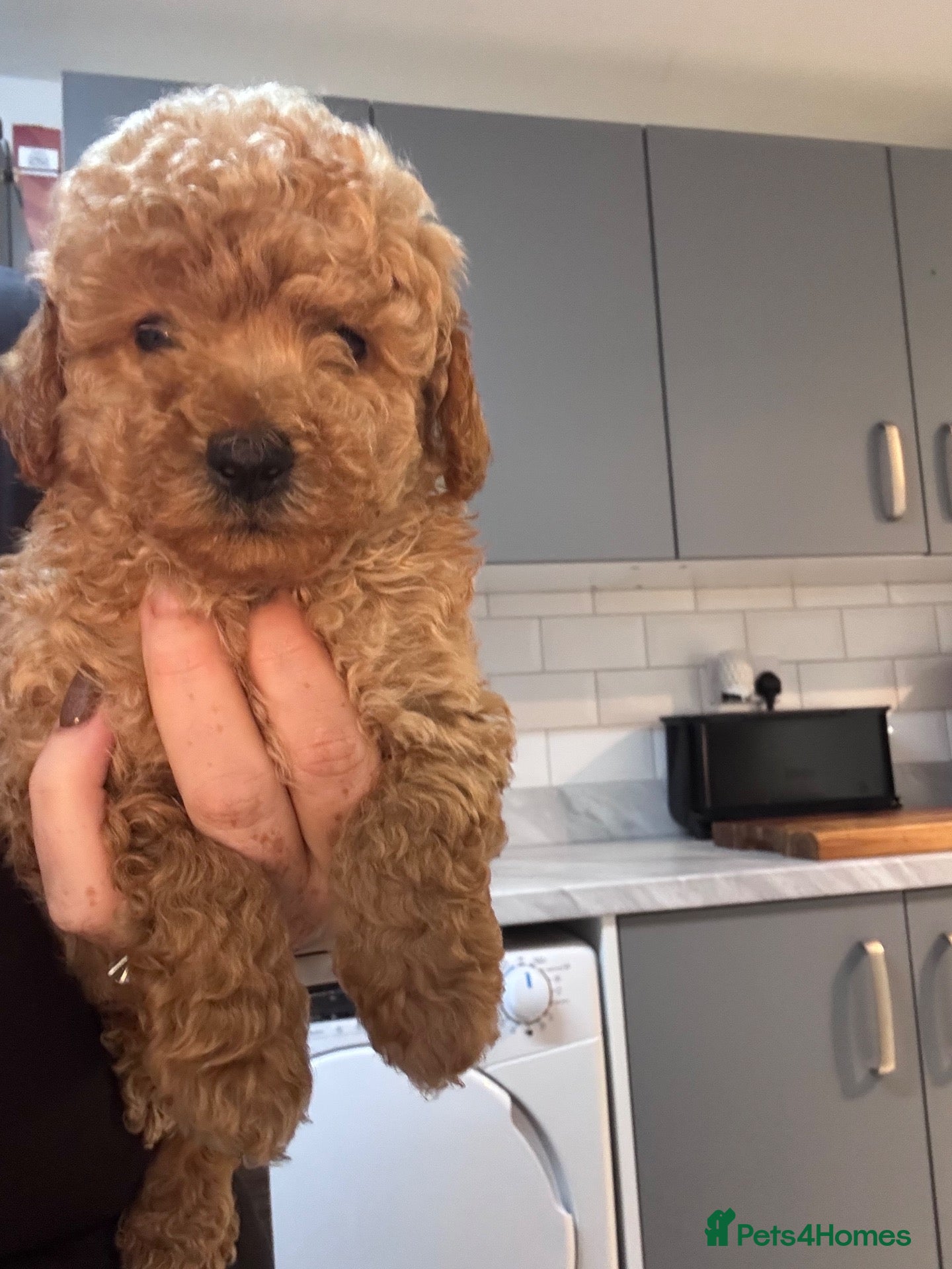 Yorkiepoo dogs Just this beautiful boy available  - Advert 1